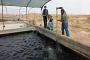 پایش استخر های پرورشی ماهیان سردابی از لحاظ بیماری های ویروسی در شهرستان بردسکن