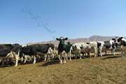 کشف،ضبط و معدوم سازی بالغ بر 2 تن گوشت مرغ و آلایشات غیربهداشتی در سبزوار