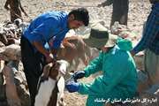 ایمن سازی 250 هزار راس دام برعلیه بیماری آبله در سبزوار