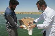 پایش باقیمانده دارو، سموم و فلزات سنگین در ماهی قزل آلا در نیشابور