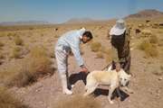ایمن سازی 537 قلاده سگ بر علیه بیماری هاری در بجستان