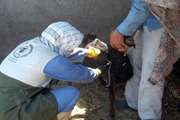 مایه کوبی بیش از 150 هزار رأس دام در تربت حیدریه