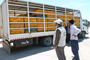 توقیف خودروی حمل غیر مجاز مرغ زنده در شهرستان سرخس
