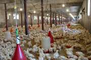 تحت نظارت بهداشتی دامپزشکی؛ تولید سالانه بیش از 2 هزار و 500 تن گوشت مرغ در شهرستان باخرز