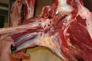 گزارش بیماری سل گاوی در لاشه استحصالی گوسفند