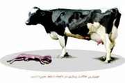 اقدامات هدفمند شبکه دامپزشکی تربت حیدریه در راستای پایش، تشخیص و پیشگیری بیماری بروسلوز(تب مالت) 