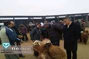 بازدید سرزده مدیر کل دامپزشکی استان خراسان رضوی از بازار دام عسکریه مشهد