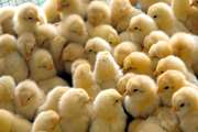 بیش از 3 میلیون و 309 هزارقطعه جوجه ریزی در شهرستان چناران