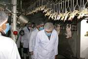 بازدید مسئول حوزه نمایندگی ولی فقیه در سازمان دامپزشکی کشور از کشتارگاه سپیدگوشت