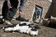 واکسیناسیون بیش از 66 هزار راس گوسفند و بز علیه بیماری آنترو توکسمی در شهرستان کاشمر