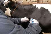 پایش آبگیرهای منطقه اسحاق آباد کاشمر در راستای اجرای مراقبت آنفلوآنزا