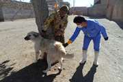 واکسیناسیون بیش از 500 قلاده سگ علیه بیماری هاری در فیروزه