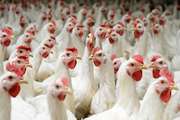 تشکیل ستاد آنفلوانزای پرندگان در شهرستان جوین