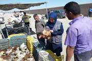نظارت و کنترل هفتگی بر بازار روز برای جلوگیری از عرضه طیور زنده و ماهی در شهرستان بردسکن  