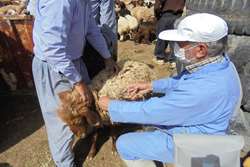 تحقق 100 درصدی واکسیناسیون تب مالت گوسفندی در گناباد