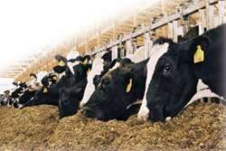 اجرای طرح پلاک کوبی دام ها در قوچان