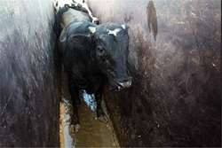 گاوهای روستای چهاربست فریمان تست سل میشوند