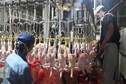 رشد 22 درصدی تولید و استحصال گوشت مرغ در مشهد