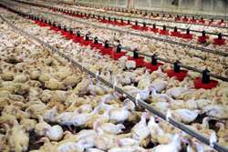 نظارت بهداشتی بر پرورش بیش از 747000قطعه مرغ گوشتی در سال 99در مرغداریهای مه ولات 
