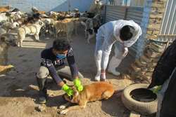 واکسیناسیون بیش از4000 قلاده سگ بر علیه هاری در نیشابور