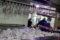 نظارت بهداشتی براستحصال بیش از 1300 تن گوشت سفیدو 32تن گوشت قرمز  در کشتارگاه های دام و طیور مه ولات  در3 ماهه اول 1400
