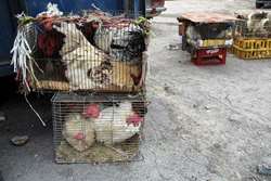پرنده فروشان غیر مجاز خطر جدی برای انتشار آنفلونزای پرندگان