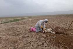 نمونه برداری از سگ مشکوک به هاری توسط کارشناسان شبکه دامپزشکی درگز  