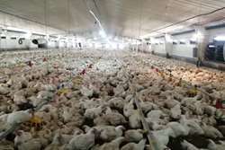 نظارت دامپزشکی بینالود بر بیش از یک میلیون و چهارصد هزار جوجه ریزی مرغ گوشتی در سال 1400