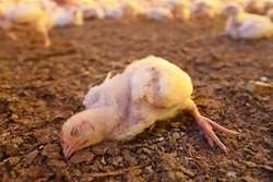 هشدار بهداشتی دامپزشکی طرقبه شاندیز به مرغداران در خصوص بیماری واگیردار نیوکاسل