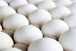 توقیف 500 کیلو گرم تخم مرغ خوراکی فاقد هویت در تربت حیدریه