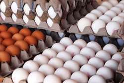 صادرات تخم مرغ  خوراکی از شهرستان طرقبه شاندیز به کشور افغانستان