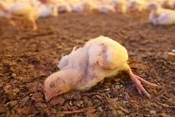 هشدار دامپزشکی طرقبه شاندیز به مرغداران در خصوص بیماری نیوکاسل 