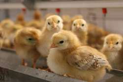 افزایش بیش از یک ملیون و دویست هزار  قطعه  جوجه ریزی نسبت به سال گذشته در مرغداریهای گوشتی تربت حیدریه