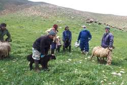 پیشرفت 130 درصدی واکسیناسیون علیه بیماری آبله در درگز