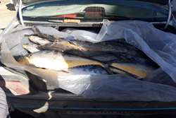کشف بیش از 100 کیلو ماهی در یک خودروی سواری در شهرستان تربت حیدریه