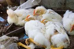 توصیه های دامپزشکی بینالود به مرغداران در خصوص بیماری آنگارا