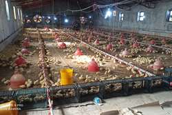 نظارت بهداشتی بر پرورش بیش از 1 میلیون و 388 هزار قطعه مرغ گوشتی در سال 1400در مرغداری های مه ولات 