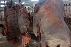 معدوم سازی لاشه گاوی به علت مار گزیدگی در شهرستان درگز