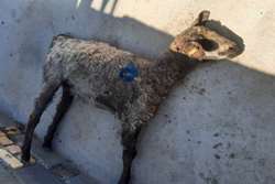 معدوم سازی گوسفند مبتلا به کزاز در کشتارگاه صنعتی دام درگز