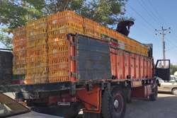توقیف خودروی حامل مرغ زنده فاقد گواهی بهداشتی حمل در شهرستان تربت حیدریه