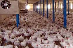 نظارت دامپزشکی طرقبه شاندیز بر پرورش مرغ بدون آنتی بیوتیک از تولید تا عرضه