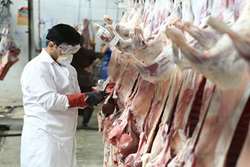 نظارت بهداشتی دامپزشکی بر تولید بیش از 26 هزار تن گوشت قرمز در کشتارگاه موسسه صنعتی گوشت مشهد از ابتدای سال جاری