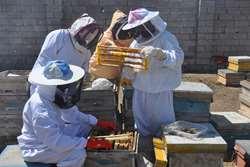 رصد و پایش بیماری ها و روند تولید ژل رویال در یکی از مزارع پرورشی زنبورعسل مشهد