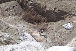 معدوم سازی و دفن بهداشتی یک قلاده سگ مشکوک به هاری در شهرستان طرقبه شاندیز