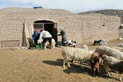  واکسیناسیون 51 هزار و 878  راس دام سبک در شهرستان بجستان علیه بیماری طاعون نشخوارکنندگان کوچک