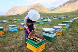 هشدار دامپزشکی طرقبه شاندیز به زنبورداران در خصوص مصرف آنتی بیوتیک ها در هنگام جریان شهد و تولید عسل 