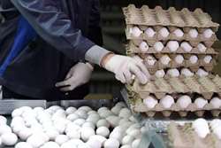 ساماندهی عرضه تخم مرغ در کاشمر/ با متخلفین برخورد می شود