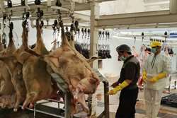 هیئت های مذهبی در ایام تاسوعا و عاشورا از کشتار غیر مجاز خارج از کشتارگاه خودداری کنند