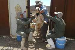 پایش سرمی واکسیناسیون تب مالت در شهرستان کوهسرخ