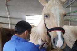 انجام بیش از 557 خونگیری از اسب جهت تشخیص بیماری مشمشه در شهرستان طرقبه شاندیز